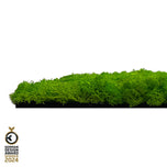 Wandpaneel Jangal Modular Wall 11102 Bright Green Moos 52 x 52 cm